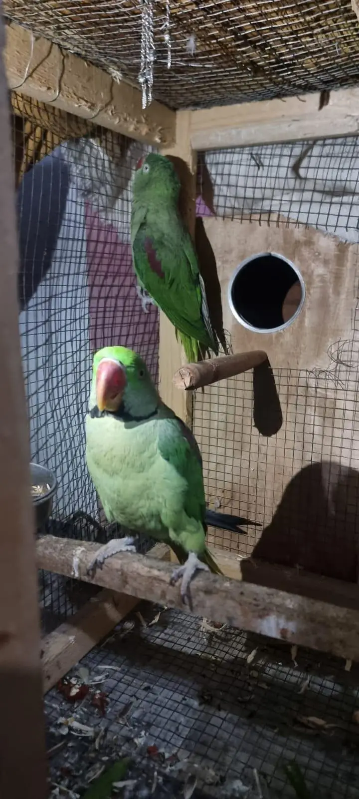 HEALTHY AND ACTIVE PAIR — photo 3