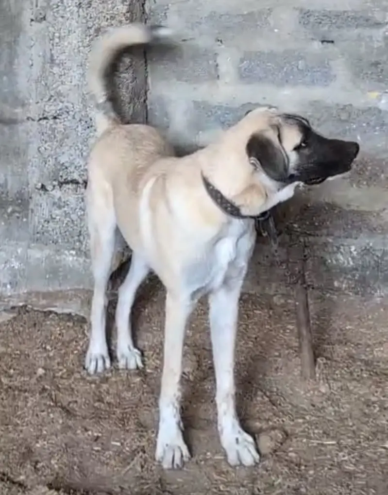 Best guard dog — photo 3