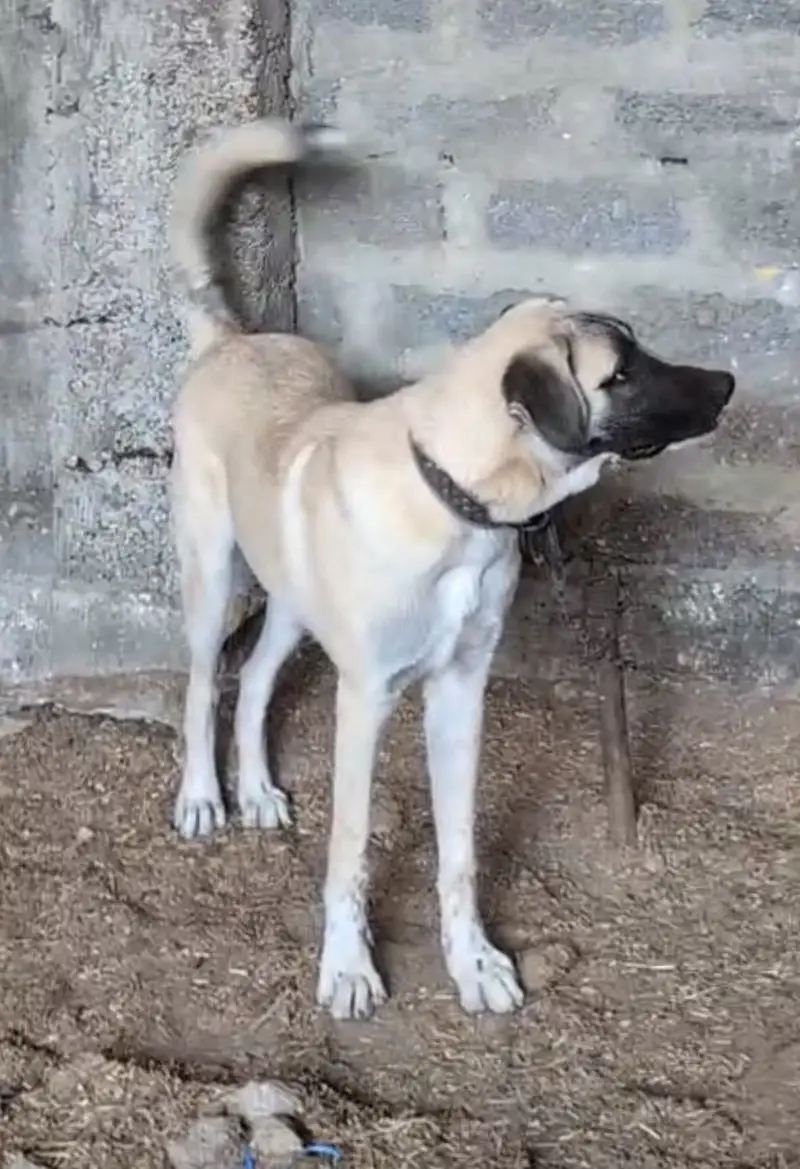 Best guard dog — photo 4