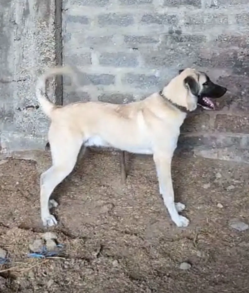 Best guard dog — photo 5