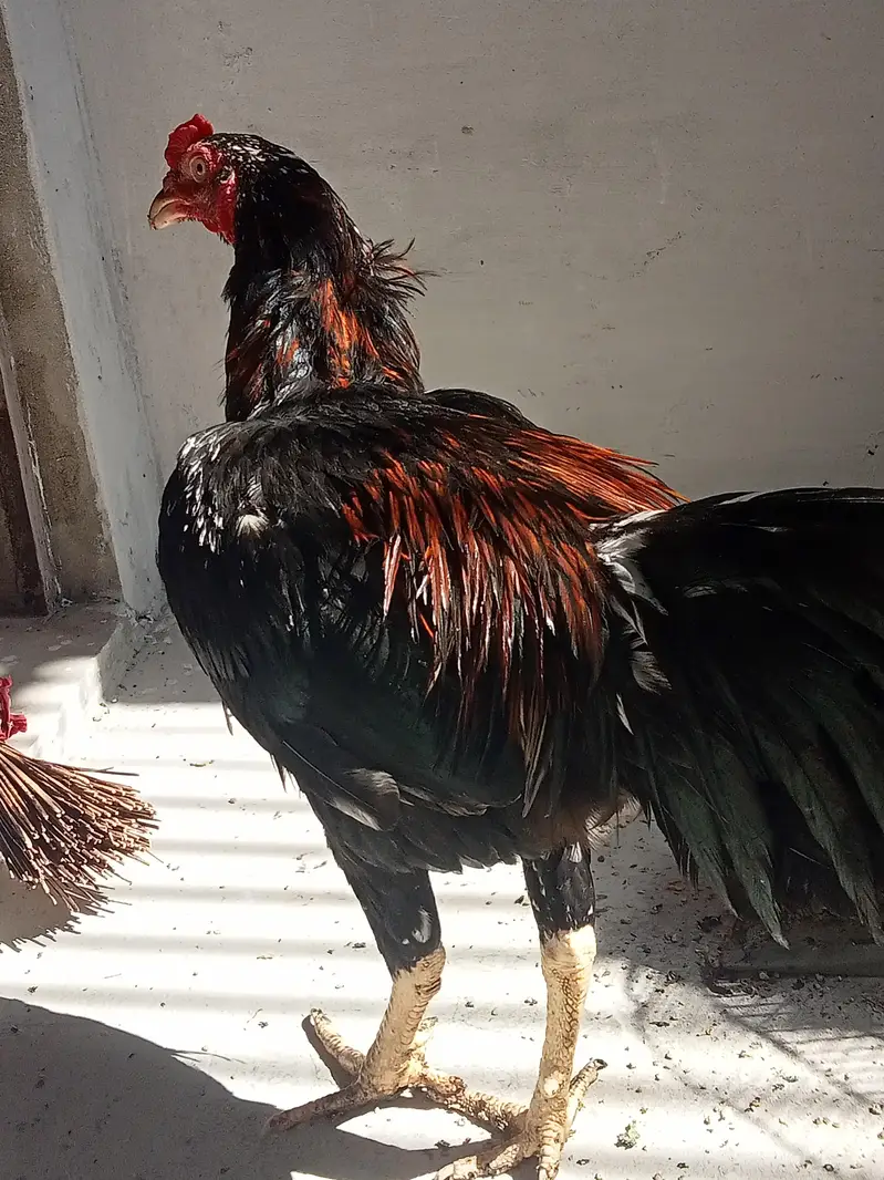 Sindhi+Thai Cross Pair for Sale || Serious People Contact — photo 3