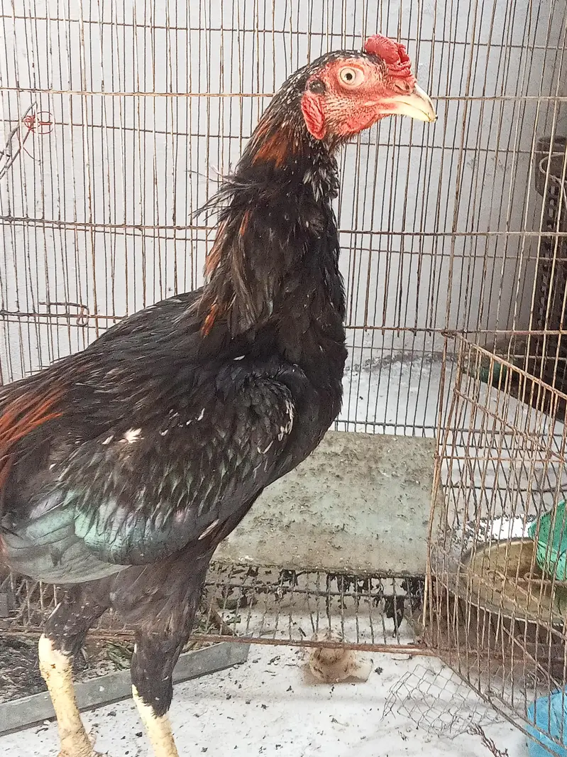 Sindhi+Thai Cross Pair for Sale || Serious People Contact — photo 4