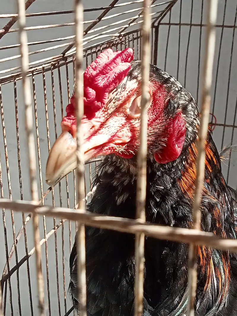 Sindhi+Thai Cross Pair for Sale || Serious People Contact — photo 7