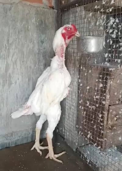 pure paper white shamo birds
