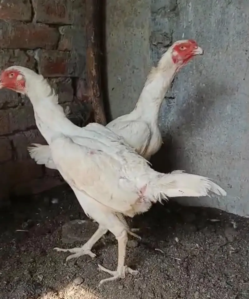 pure paper white shamo birds — photo 2