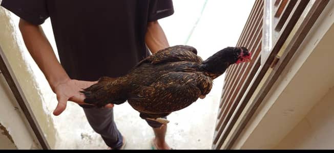 Aseel Sindhi shajri murgi