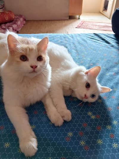 pair available