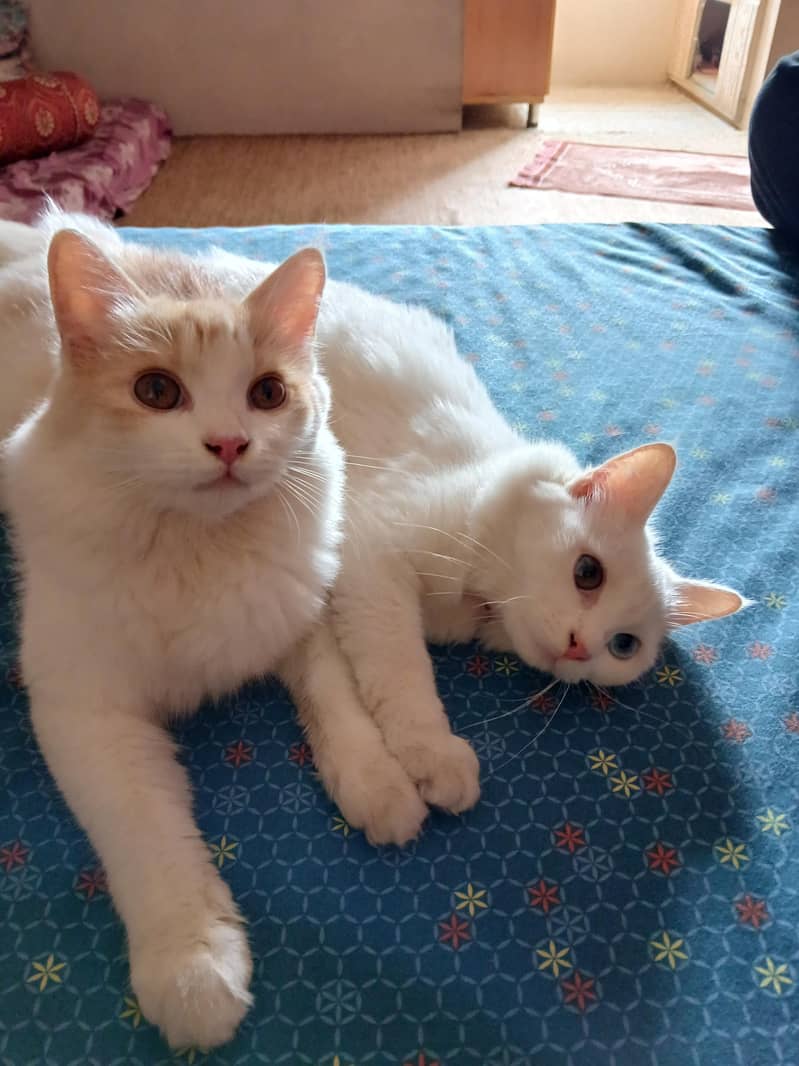 pair available 0
