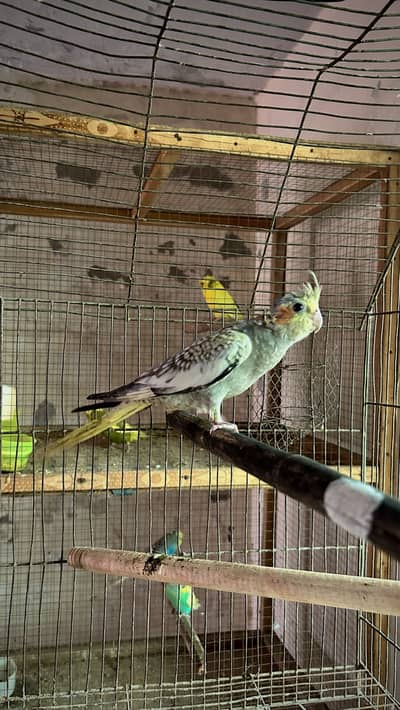 Pearl Cockatiel Parrot Self Chick