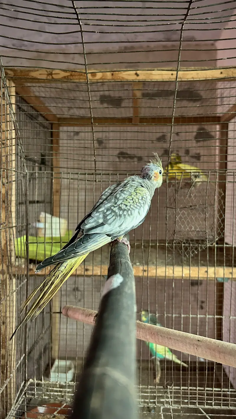 Pearl Cockatiel Parrot Self Chick — photo 2