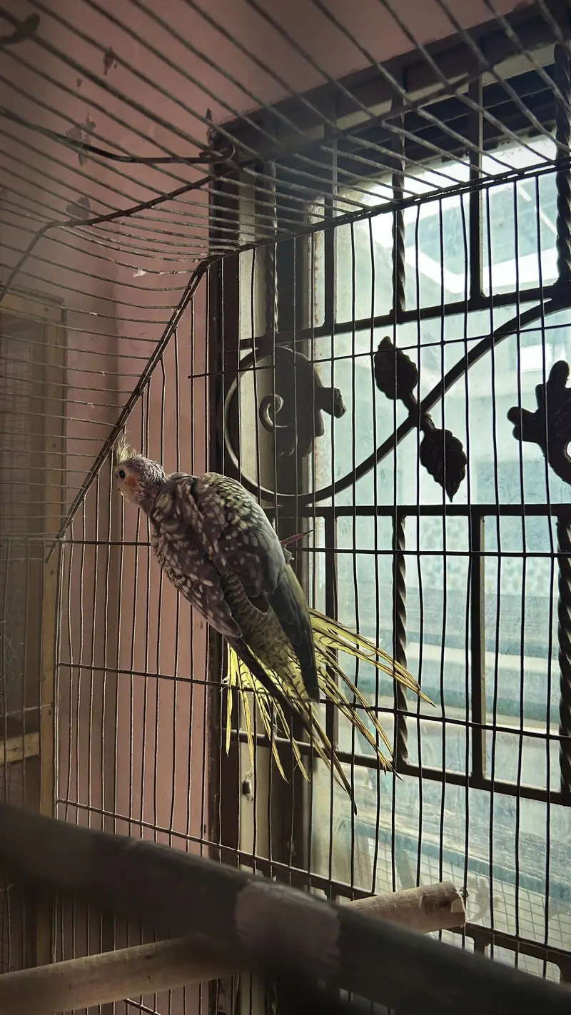 Pearl Cockatiel Parrot Self Chick — photo 3