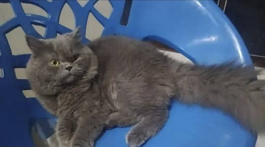 Persian punch face female breeder Cat