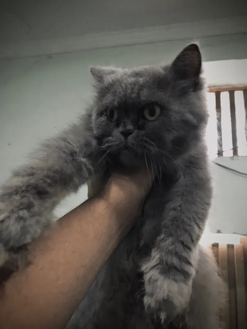 Persian punch face female breeder Cat — photo 2