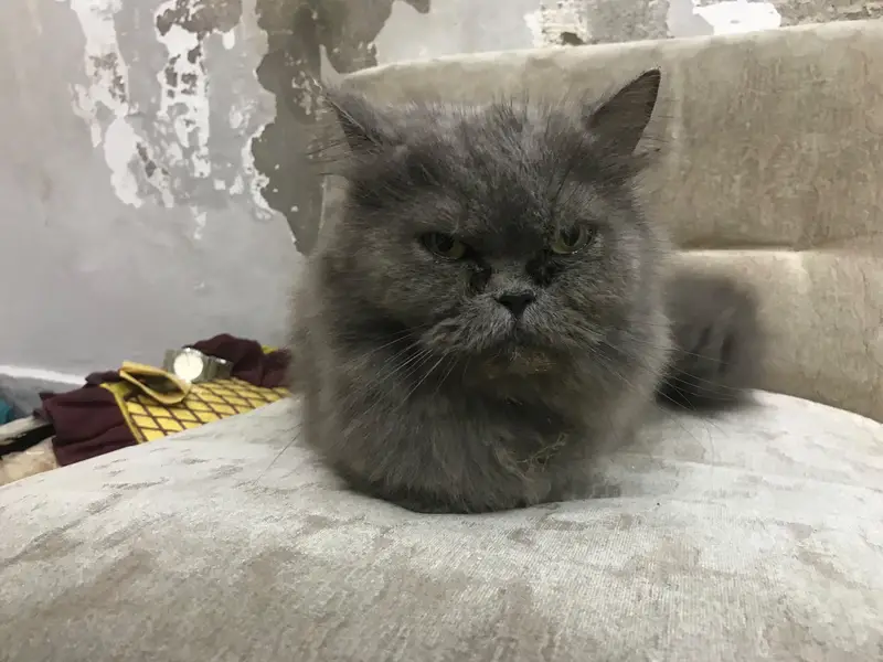 Persian punch face female breeder Cat — photo 3