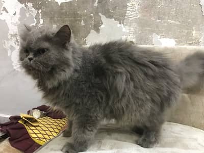 Persian punch face female breeder Cat