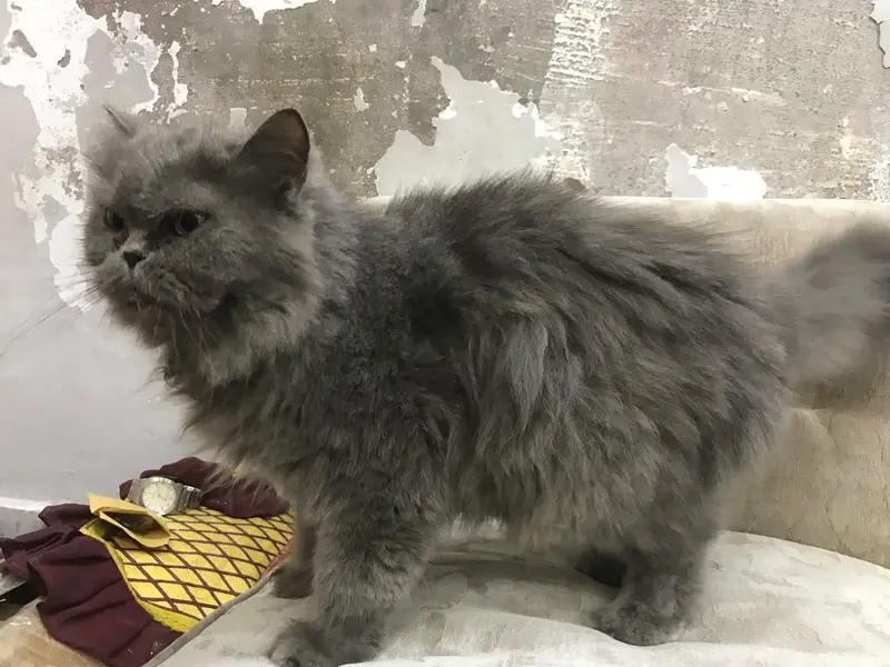 Persian punch face female breeder Cat — photo 4