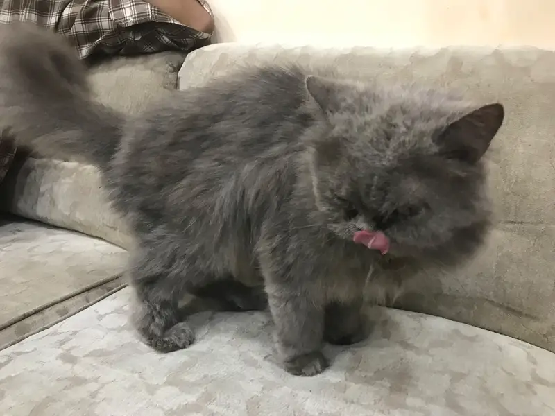Persian punch face female breeder Cat — photo 5