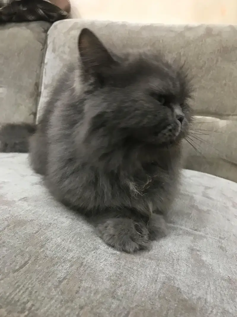 Persian punch face female breeder Cat — photo 6