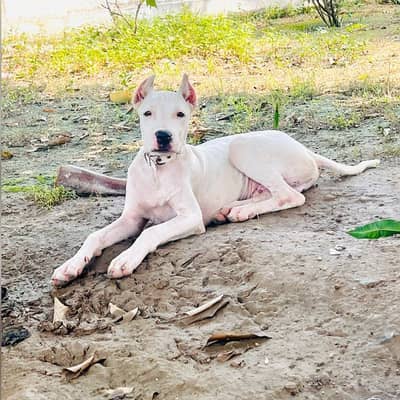 Dogoargentino mix with gultair dog available 03005426860