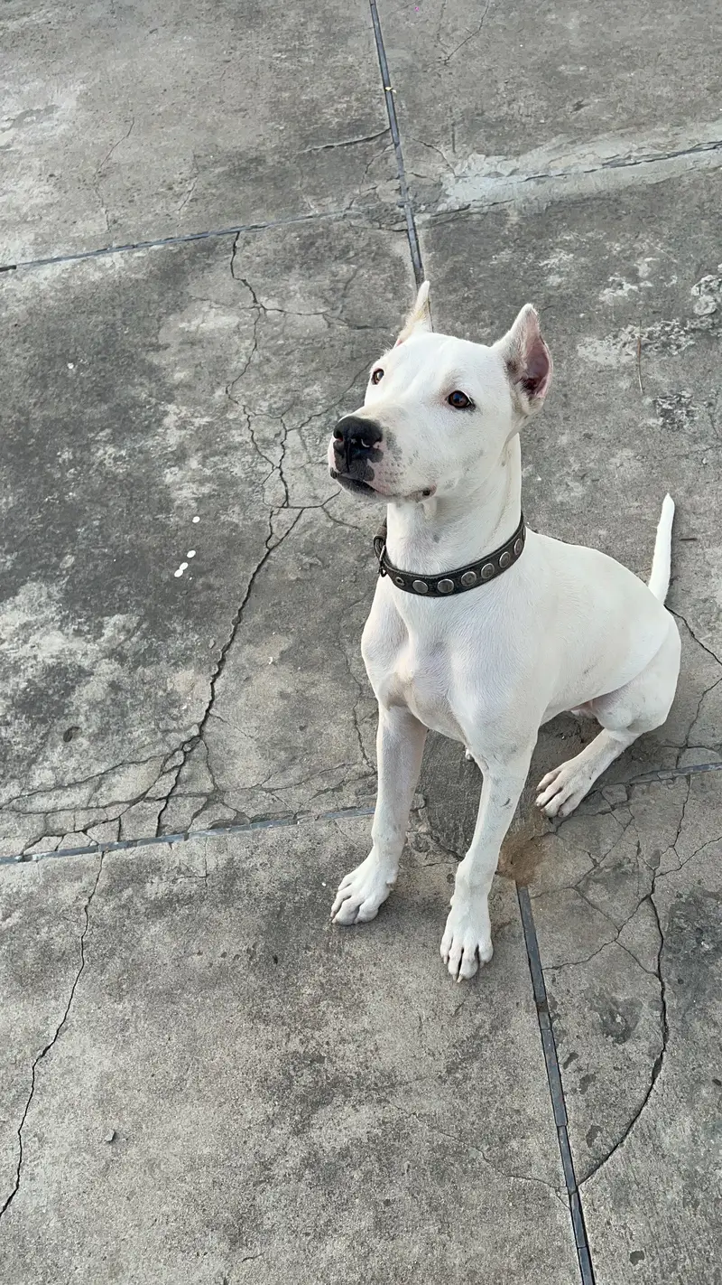 Dogoargentino mix with gultair dog available 03005426860 — photo 2