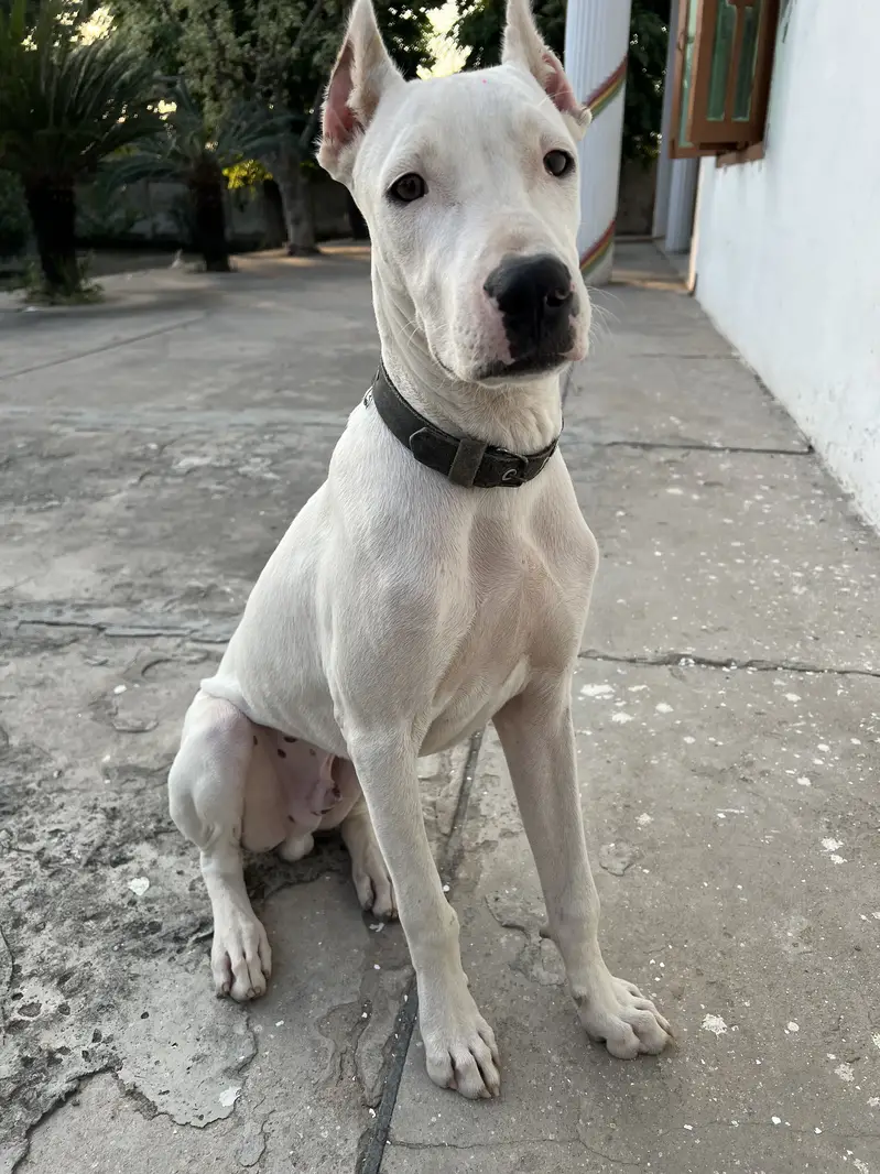 Dogoargentino mix with gultair dog available 03005426860 — photo 3