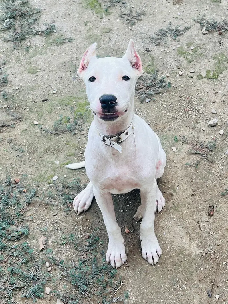 Dogoargentino mix with gultair dog available 03005426860 — photo 4