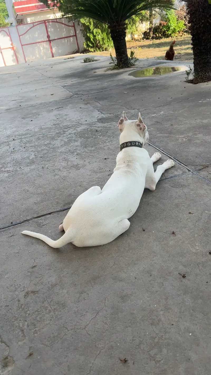 Dogoargentino mix with gultair dog available 03005426860 — photo 5