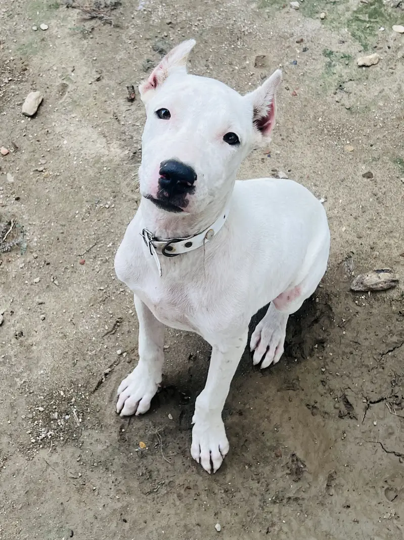 Dogoargentino mix with gultair dog available 03005426860 — photo 6