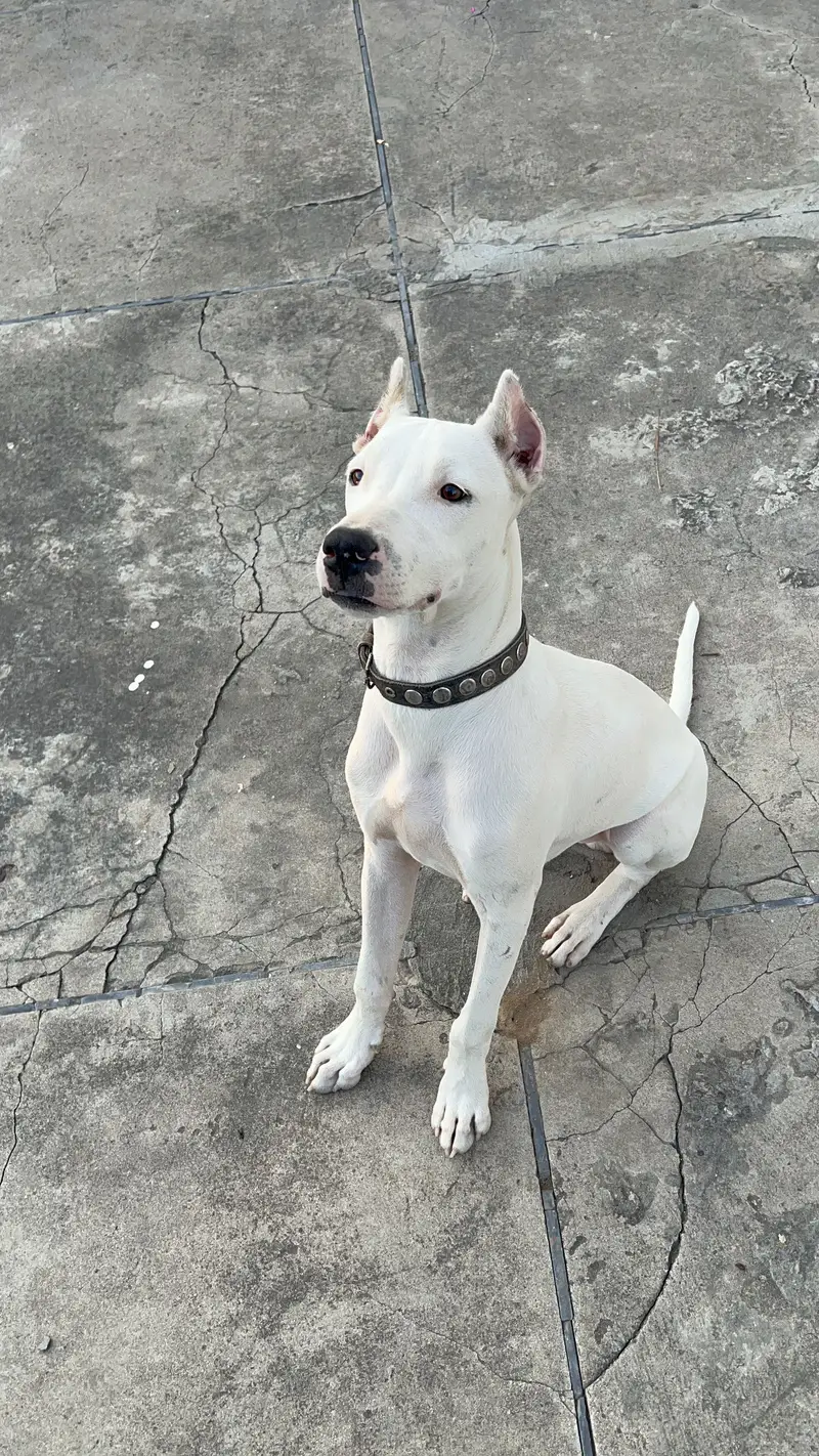 Dogoargentino mix with gultair dog available 03005426860 — photo 7