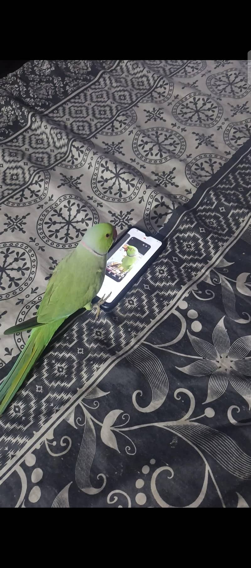03188777050 5