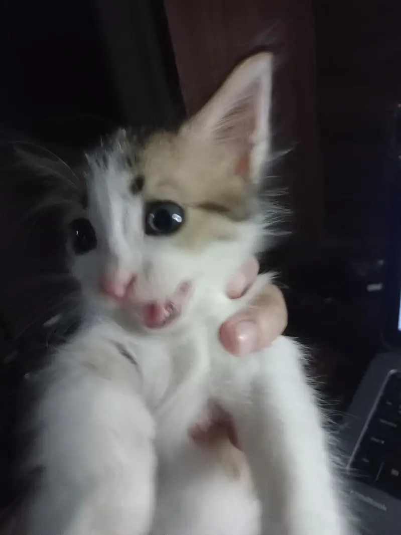 Cute kitten for adoption — photo 2