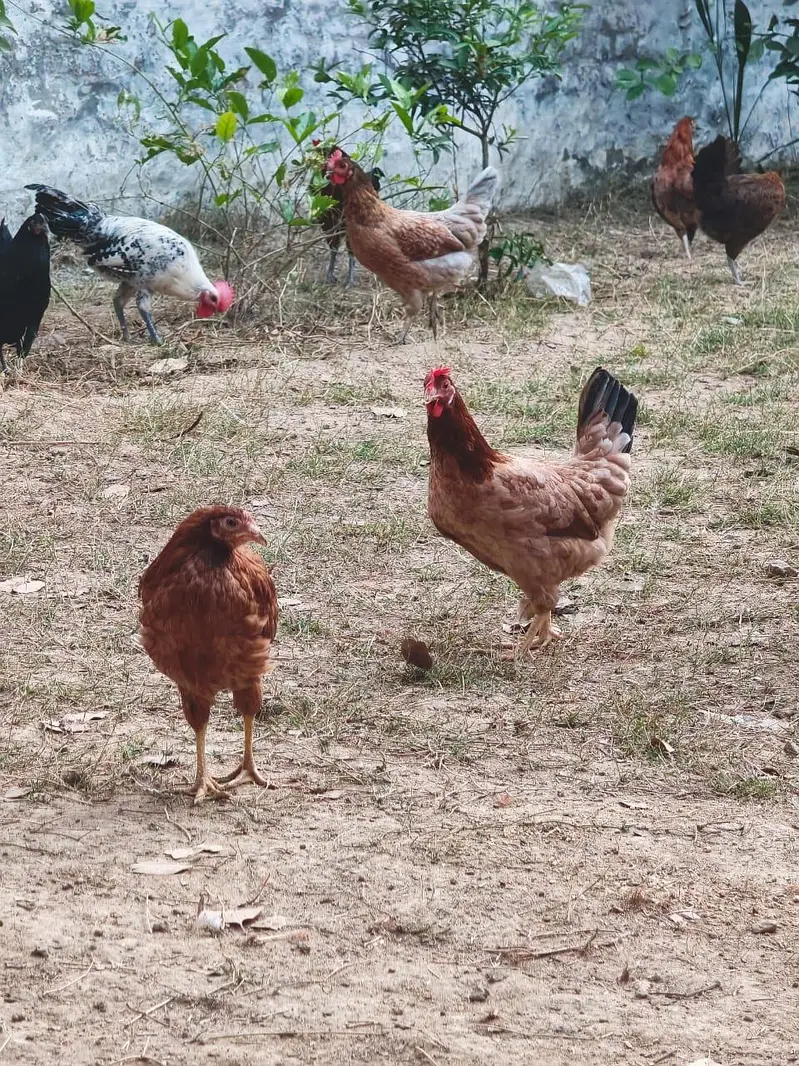 six eggs laying five male other 24 after one month satrting eggs — photo 2