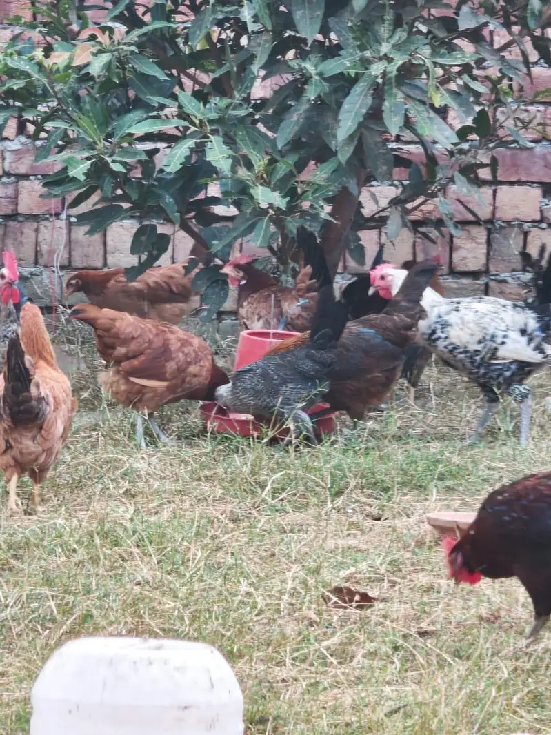 six eggs laying five male other 24 after one month satrting eggs — photo 3