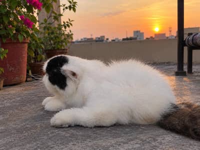 Male cat Black and white/Persian/stud