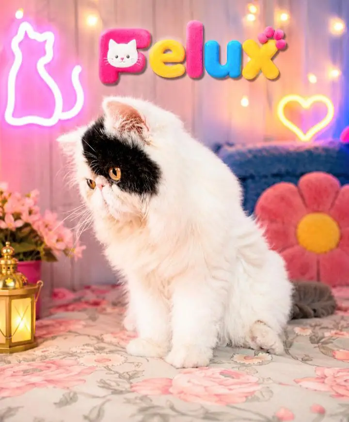 Male cat Black and white/Persian/stud — photo 5