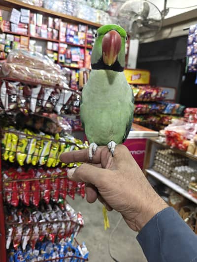 Raw parrot full handtame