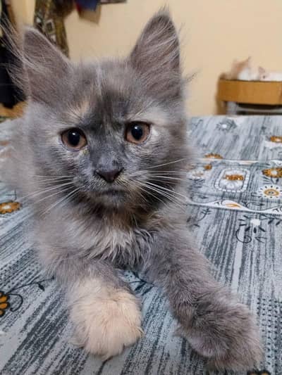 Grey Female Kitten and white & orange male kitten