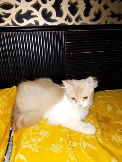 Grey Female Kitten and white & orange male kitten