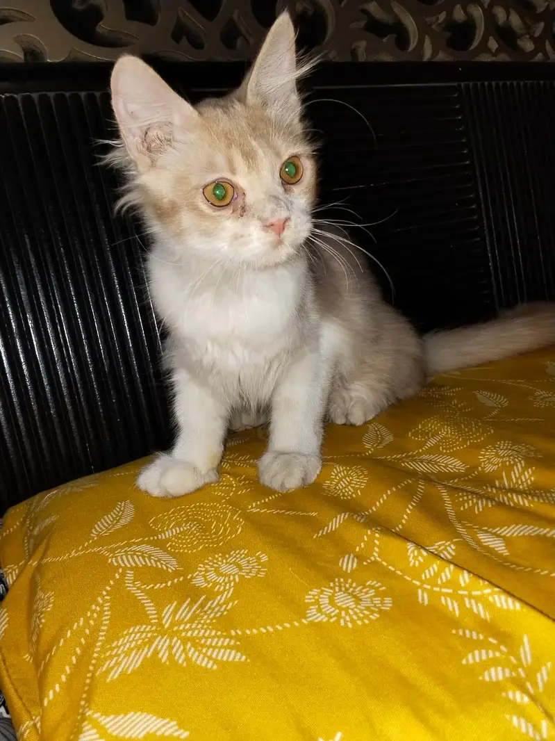 Grey Female Kitten and white & orange male kitten — photo 3