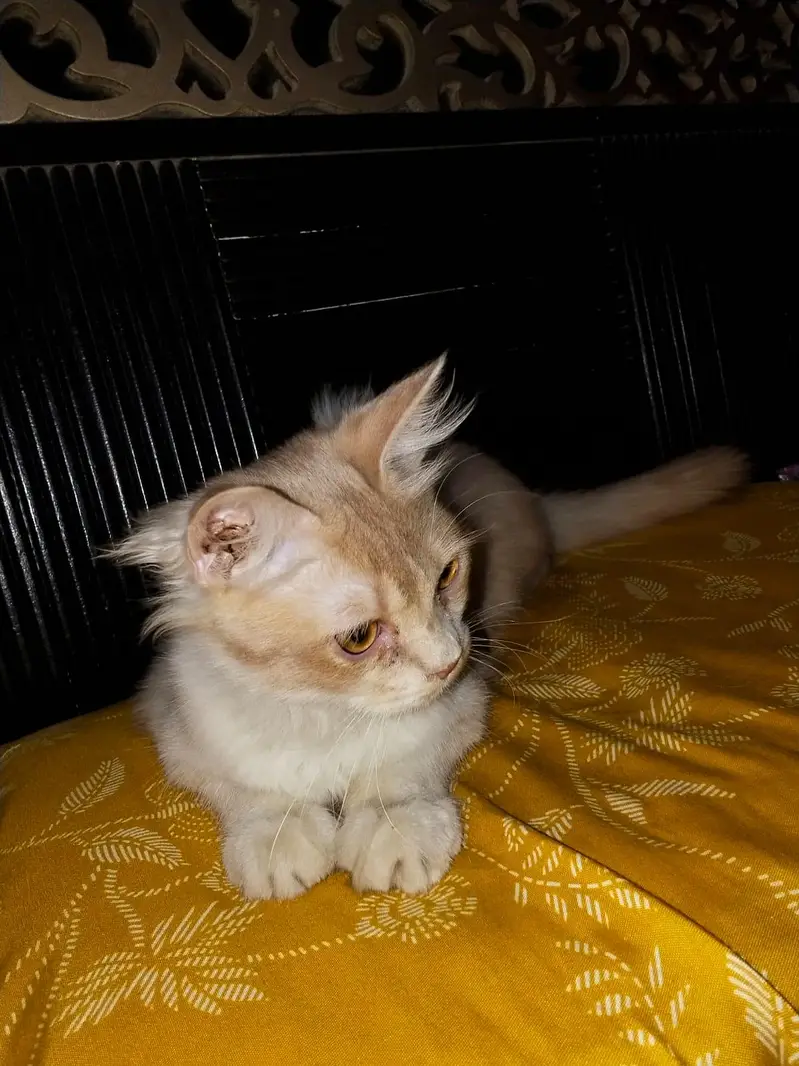 Grey Female Kitten and white & orange male kitten — photo 4