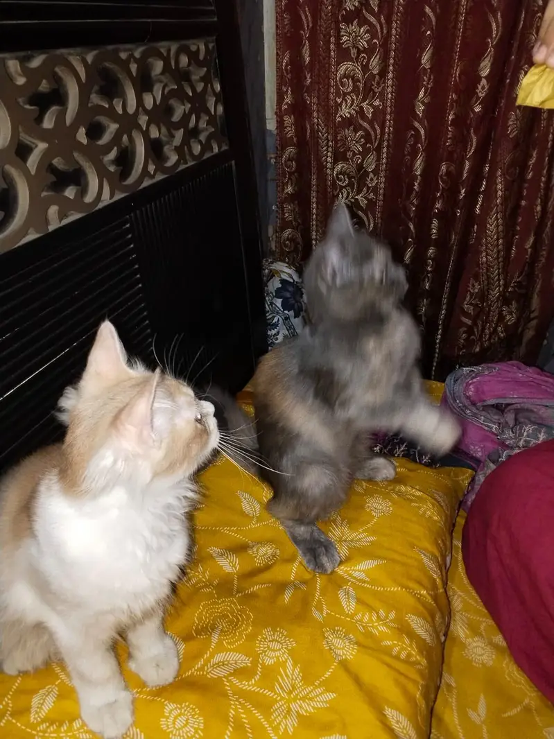 Grey Female Kitten and white & orange male kitten — photo 5