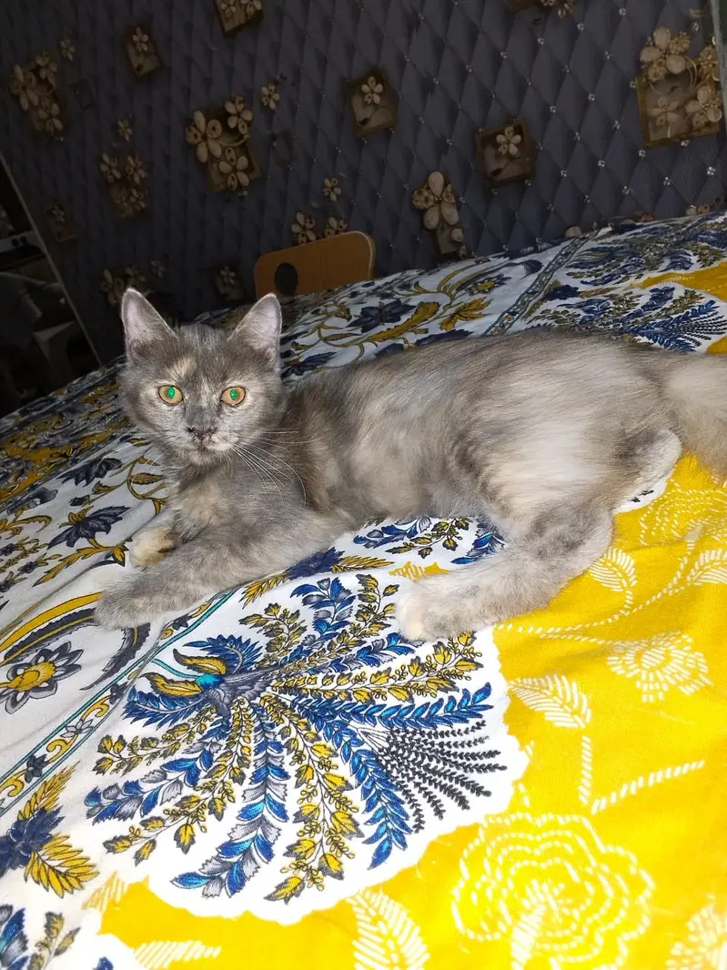 Grey Female Kitten and white & orange male kitten — photo 6