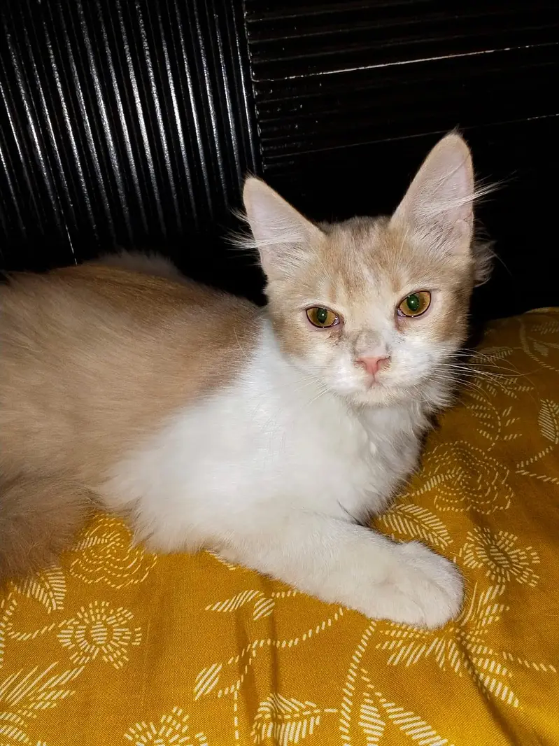 Grey Female Kitten and white & orange male kitten — photo 7