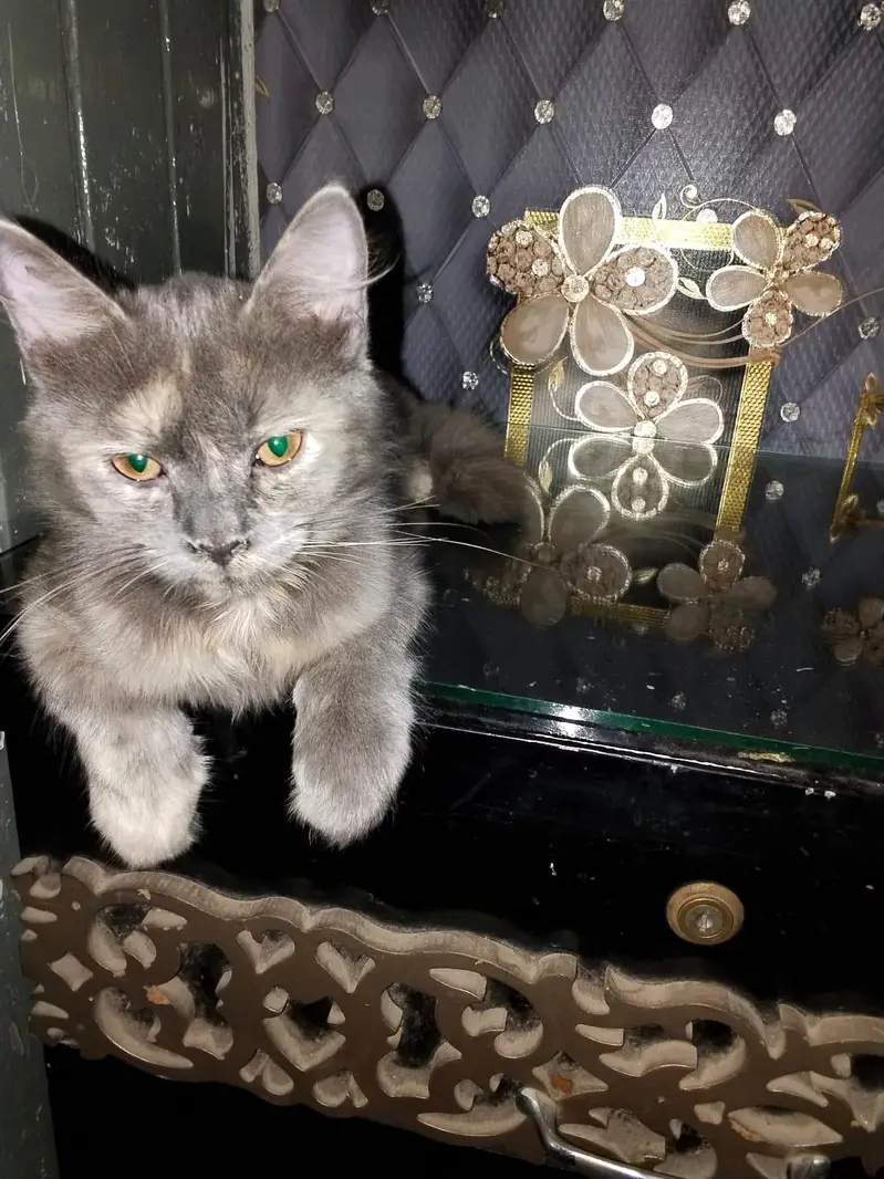 Grey Female Kitten and white & orange male kitten — photo 8