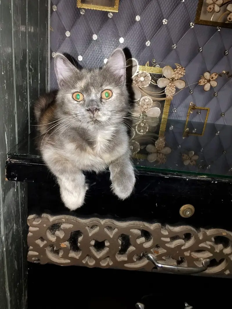 Grey Female Kitten and white & orange male kitten — photo 9