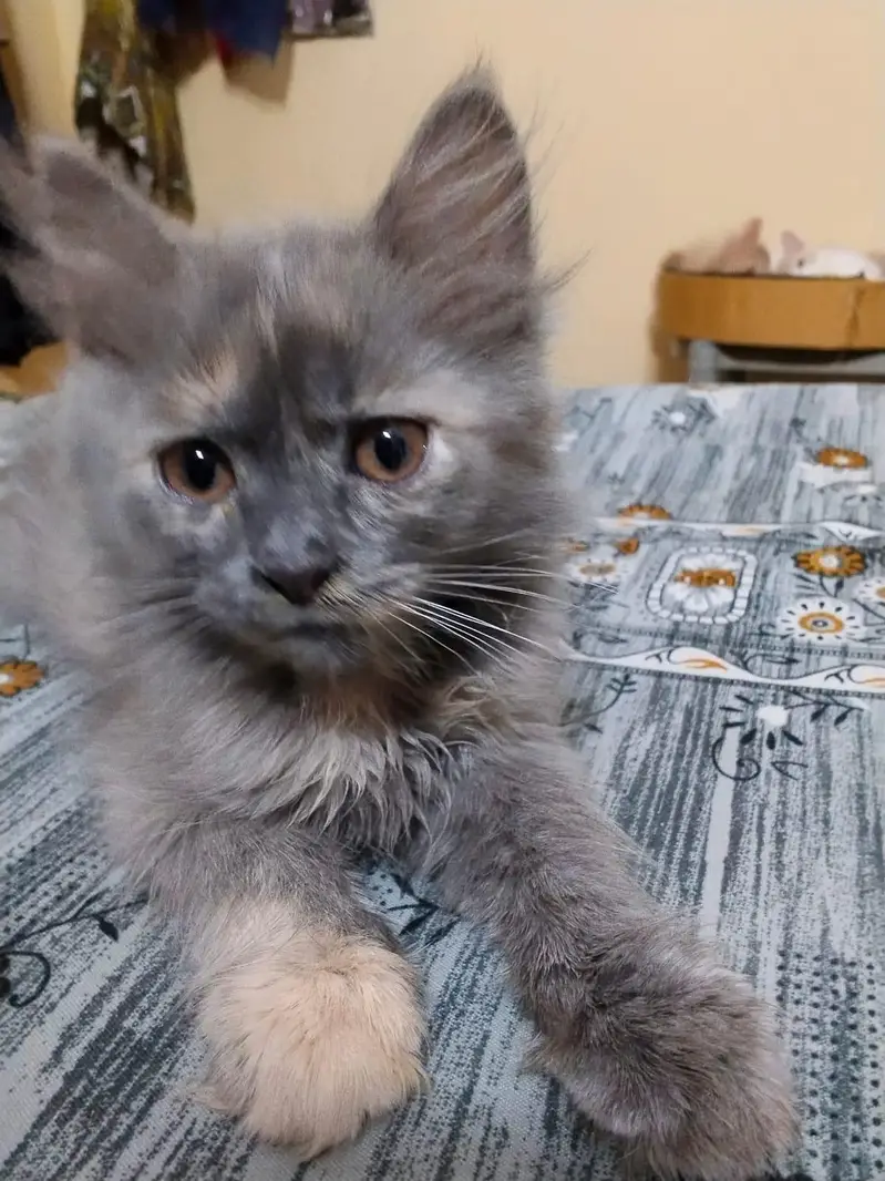 Grey Female Kitten and white & orange male kitten — photo 10