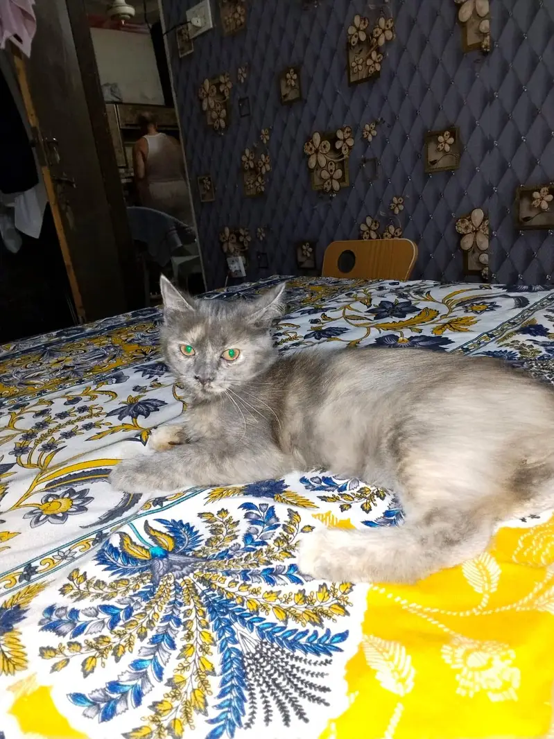 Grey Female Kitten and white & orange male kitten — photo 11