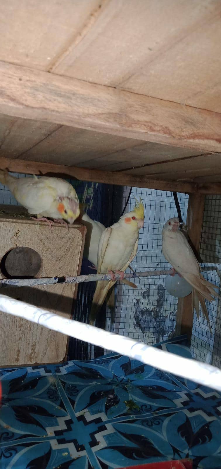 coctail breeder pair 6