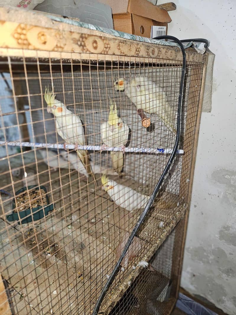 coctail breeder pair 15