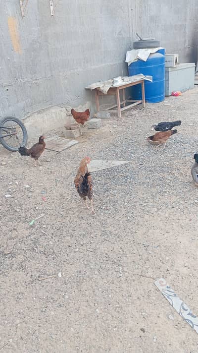 young and active hens